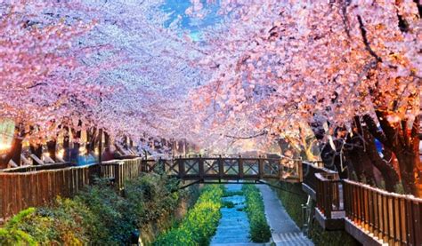 CHERRY BLOSSOMS IN SOUTH KOREA – WANDERLUST_RENU