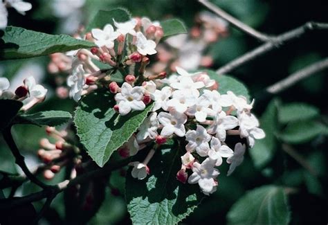 Viburnum Korean Spice Pine Lane Nursery