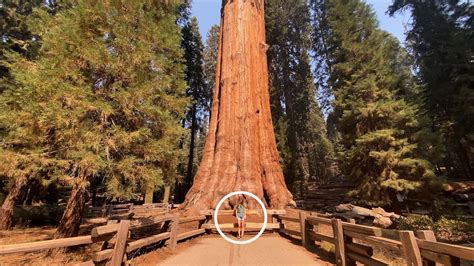 Seeing The Biggest Tree On Earth Youtube