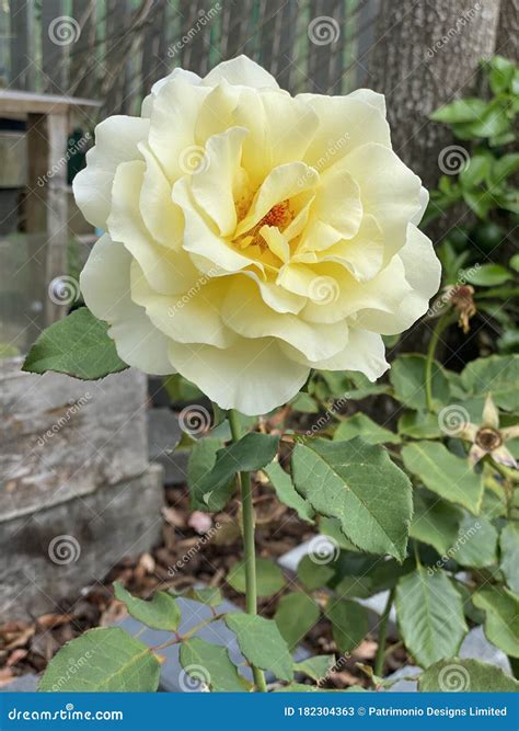 Iceberg Floribunda Rose Plant Photo Stock Image Image Of Plant