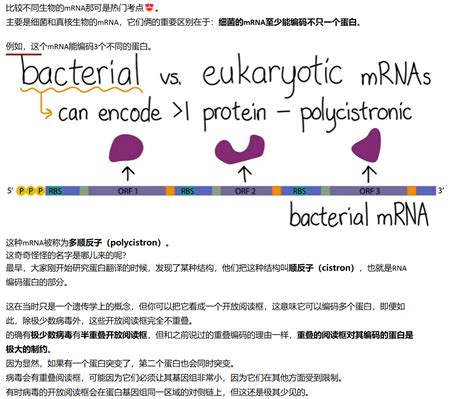 Mit 分子生物学 Part3 13 细菌mrna的结构 哔哩哔哩