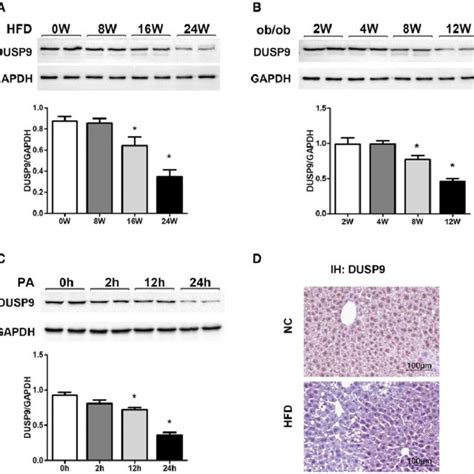 Dusp9 Expression Is Down Regulated In Livers With Hepatic Steatosis