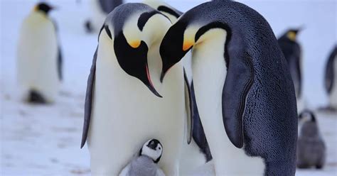 Llegó El Primer Pingüino A Chubut Infobae