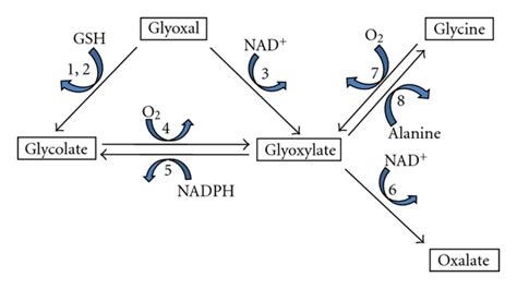 Potential Mechanisms For Oxalate Synthesis From Glyoxal Enzymes