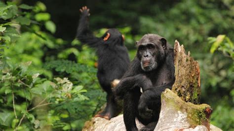 Chimpanzee Trekking In Kibale National Park Primate Capital