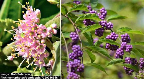 32 Shrubs And Trees With Purple Berries Identification Guide