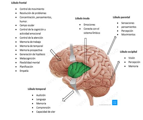 Punto Se Ale Gr Ficamente Las Estructuras Del Cerebro Asociados Con