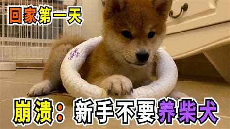 新手不要養柴犬訓犬解說UP主養倔脾氣柴犬第一天崩潰Stubborn Shiba Inu s first day home owner