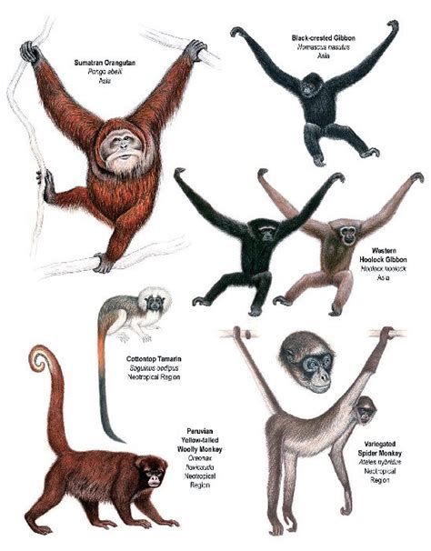 Primates in Peril: The World's 25 Most Endangered Primates 2008–2010