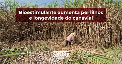 Bioestimulante Aumenta Perfilhos E Longevidade Do Canavial Revista