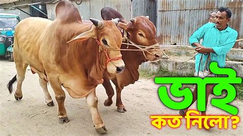 Bhai Koto Nilo Paragram Hozrotpur Gorur Haat 2023 Qurbani Cow