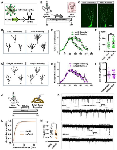 Knockdown Of RGS6 In Adult Born New Neurons Abolishes Running Effect On