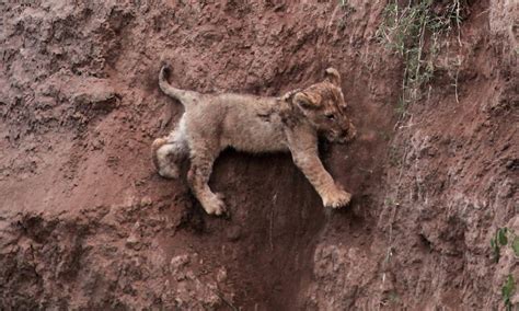 Lion Cub Saved By Mum As He Cries Out Pitifully For Help Caught On