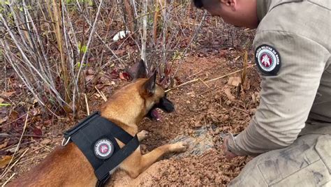 Bn Municípios On Twitter Barreiras Cão Farejador Sinaliza E Pm