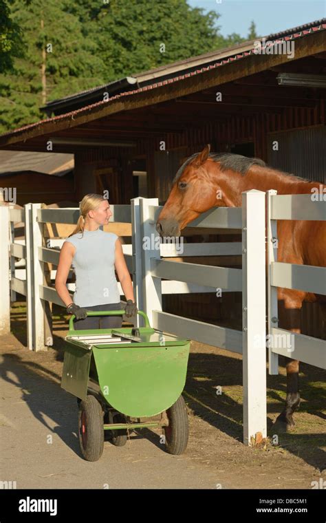 Woman Feeding Horse Stable Hi Res Stock Photography And Images Alamy