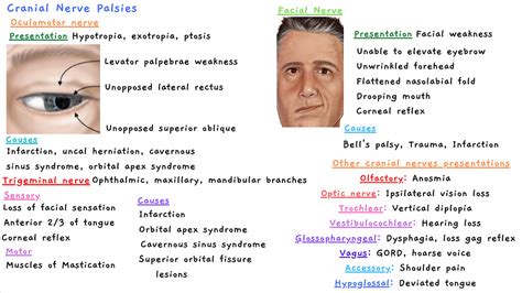 Cranial Nerve Palsies