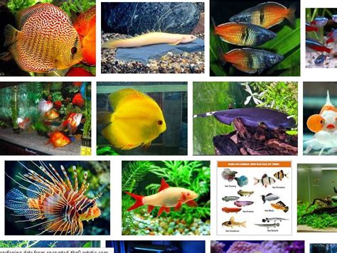 Ikan Hias Air Tawar yang Bagus Unik dan Cantik dengan Harga Murah ...