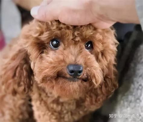 新手养泰迪犬，牢记“8不要”！ 知乎