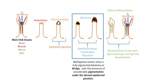 General Limb Regeneration Stages Reported In Salamanders The Main