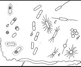 Endospore | Definition, Structure & Importance - Lesson | Study.com