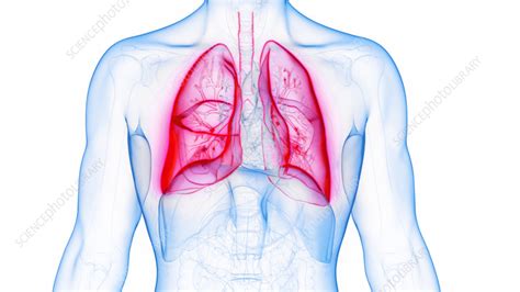 Lungs Illustration Stock Image F Science Photo Library