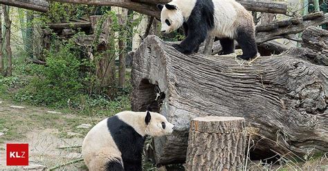 Kaum Frühlingsgefühle Erfolglose Paarungszeit bei den Pandas im