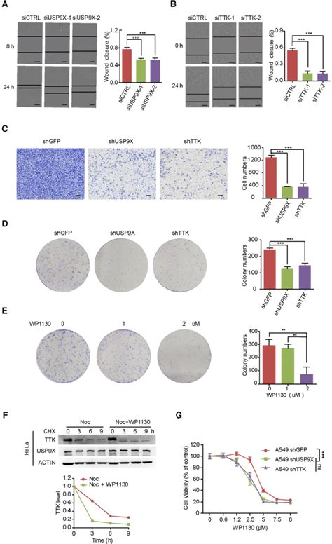 Knock Down Of Usp X Or Ttk Inhibits Cell Migration And Invasion A