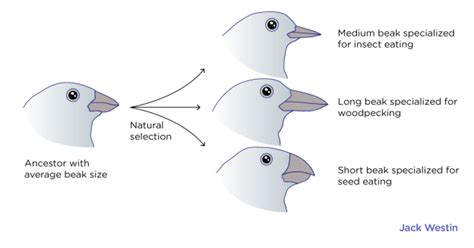 Speciation - Evolution - MCAT Content