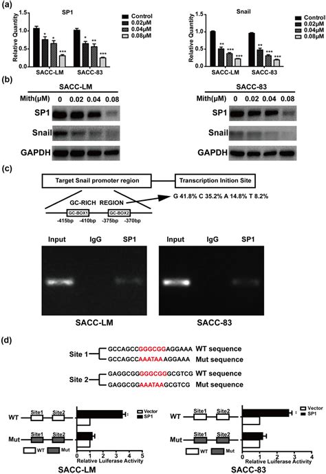 Mithramycin Inhibits Epithelial To Mesenchymal Transition And Invasion