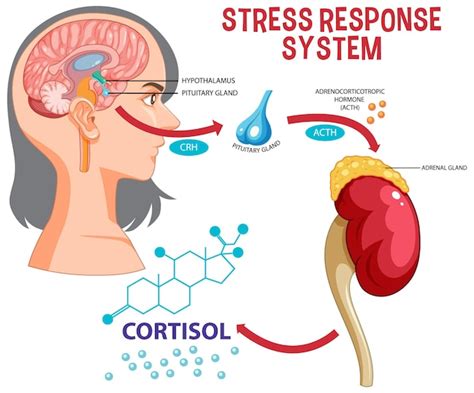 P Gina Im Genes De Receptor Sensorial Descarga Gratuita En Freepik