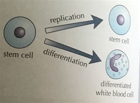 Stem Cells Flashcards Quizlet