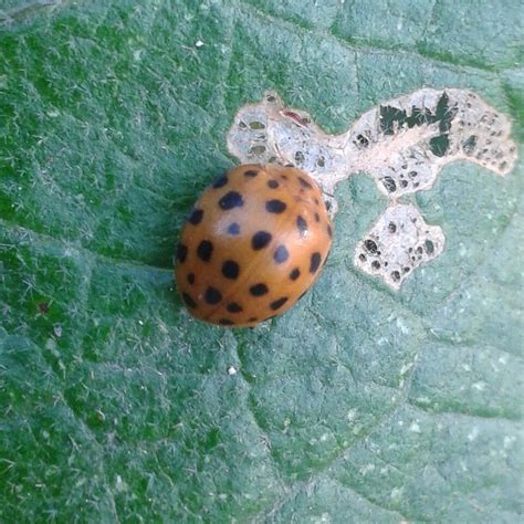 28 Spotted Ladybug Henosepilachna Vigintioctopunctata Having A Feed On An Eggplant These Are