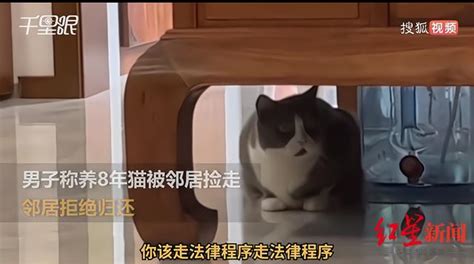 养了8年的猫被邻居捡走拒归还，“捡”来的动物可以养吗？