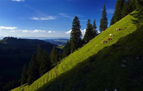 How Cheese is Made, Swiss Style!