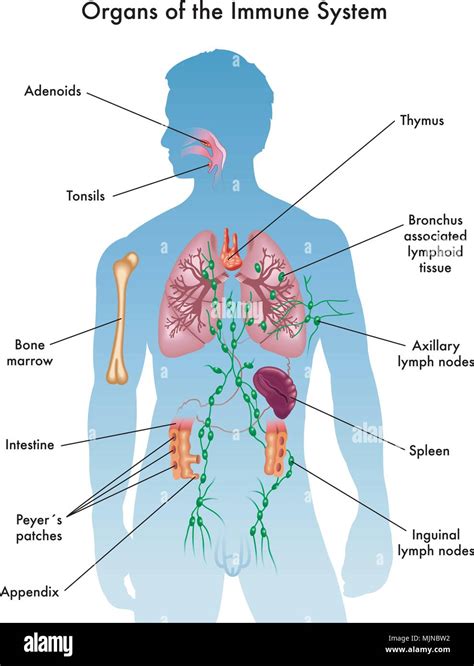 Vektor Medizinischen Abbildung Von Organen Des Immunsystems Stock