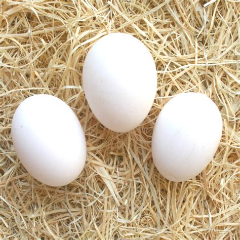 Black Chicken Eggs