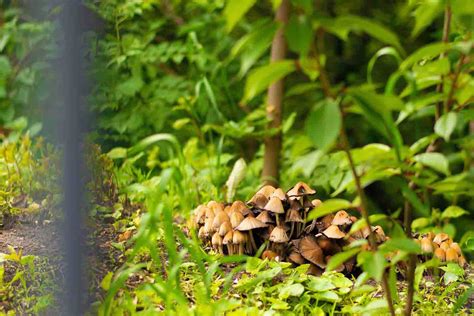 Mushrooms Quakers Hill Vet Hospital