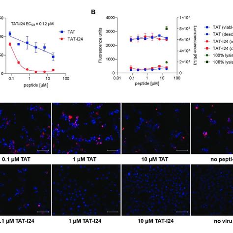 Inhibition Of Mcmv Replication By Tat I A Nih T Cells Were