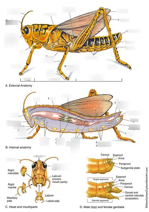 Grasshopper Anatomy Diagram Quizlet