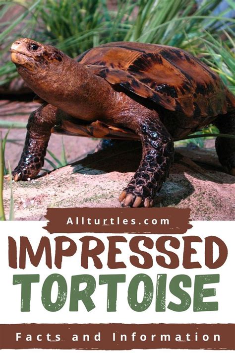 Sulcata Tortoise Care Complete Care Guide Artofit