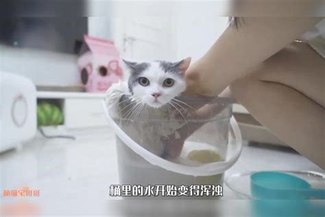 小奶猫不小心掉进厕马桶，迎来第一次洗澡