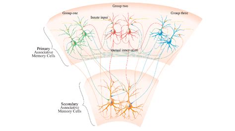 Associative Memory Cells And Their Connections Top Includes Three Download Scientific Diagram