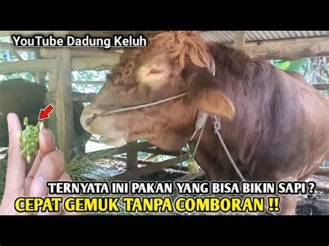 D K Ini Dia Rahasia Pakan Yang Bisa Membuat Sapi Gemuk Cepat Tanpa