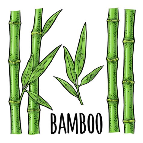 Premium Vector Bamboo Trees With Leaf Hand Drawn Design Element