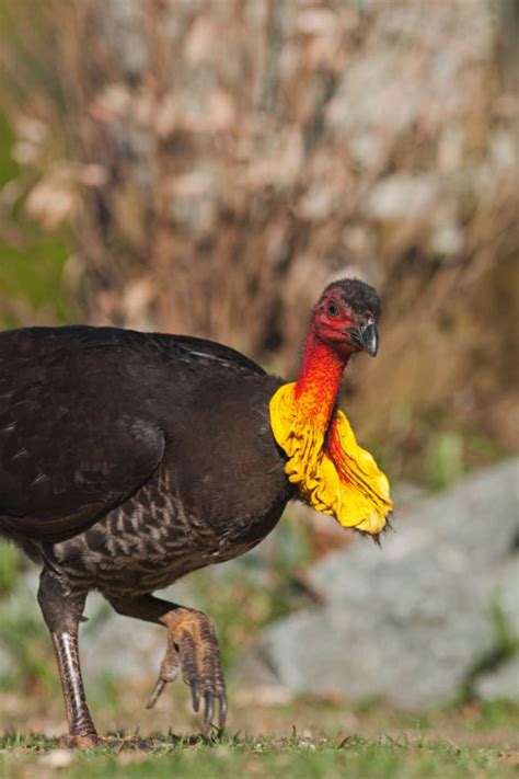 How To Get Rid Of Bush Turkeys Better Homes And Gardens