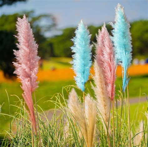 Giant Pink Pampas Grass Seeds Flower Bonsai Seeds 100 Seeds Amazon Ca Patio Lawn And Garden