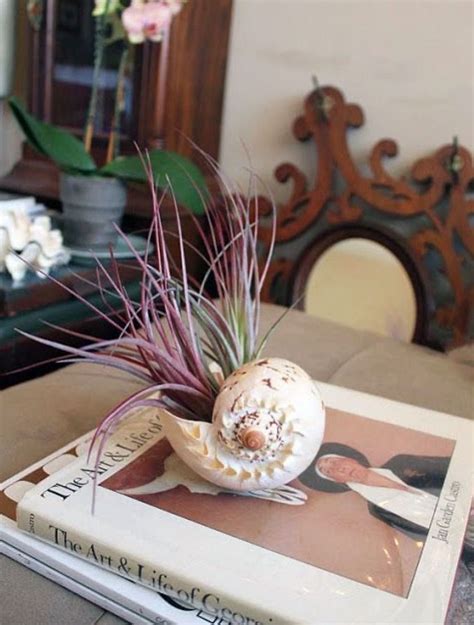 How To Grow Air Plants Indoors Artofit