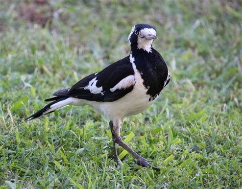 Female Peewee Or Magpie Lark Free Stock Photos Rgbstock Free