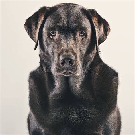 Portrait Of Adult Chocolate Labrador Stock Image Image Of Headshot