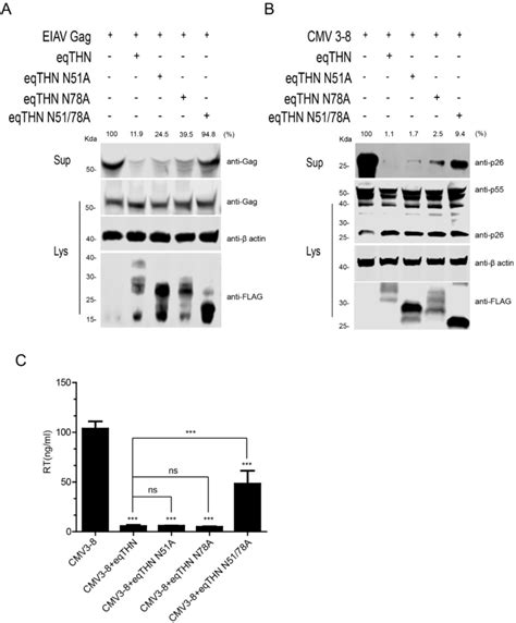 Figure From The N Glycosylation Of Equine Tetherin Affects Antiviral